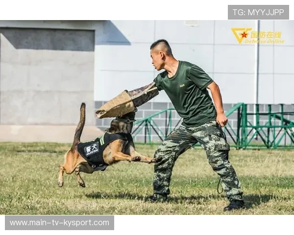哈兰德和狗一起训练画面萌炸，运动场变成童话乐园
